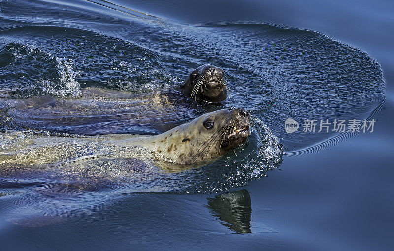 虎头海狮(Eumetopias jubatus)，也被称为虎头海狮和北部海狮，是一种濒临灭绝的海狮物种，生活在北太平洋。在阿拉斯加兄弟群岛附近的弗雷德里克海峡游泳。